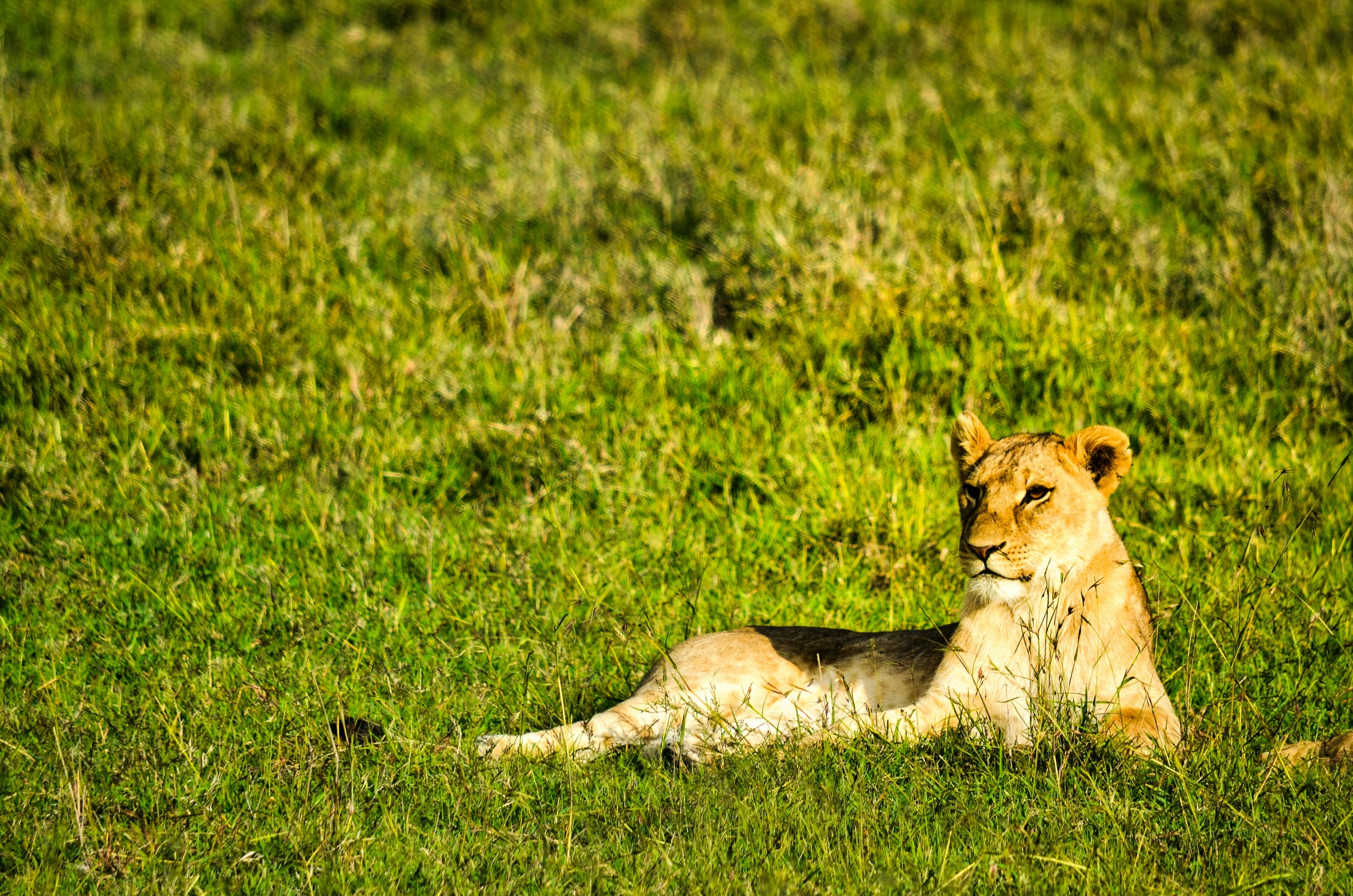 an adult lion resting in the green grass