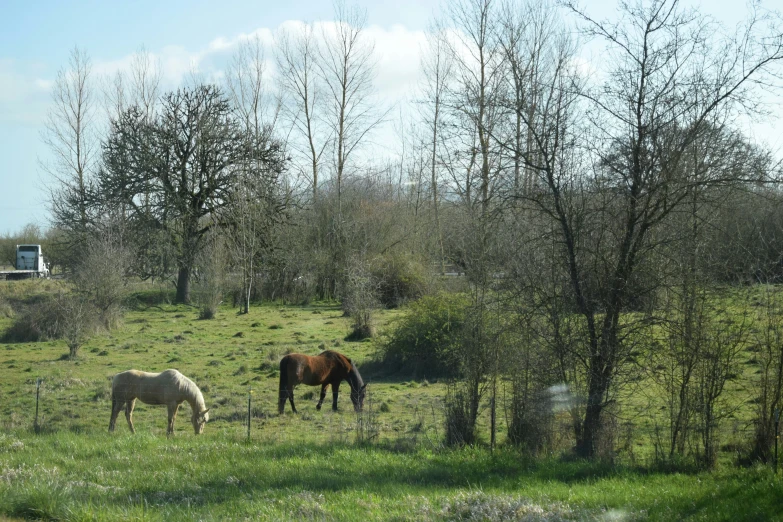 two horses are grazing in a field near trees