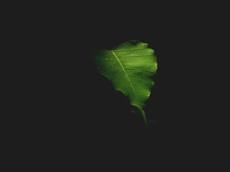 a single leaf with it's dark back drop