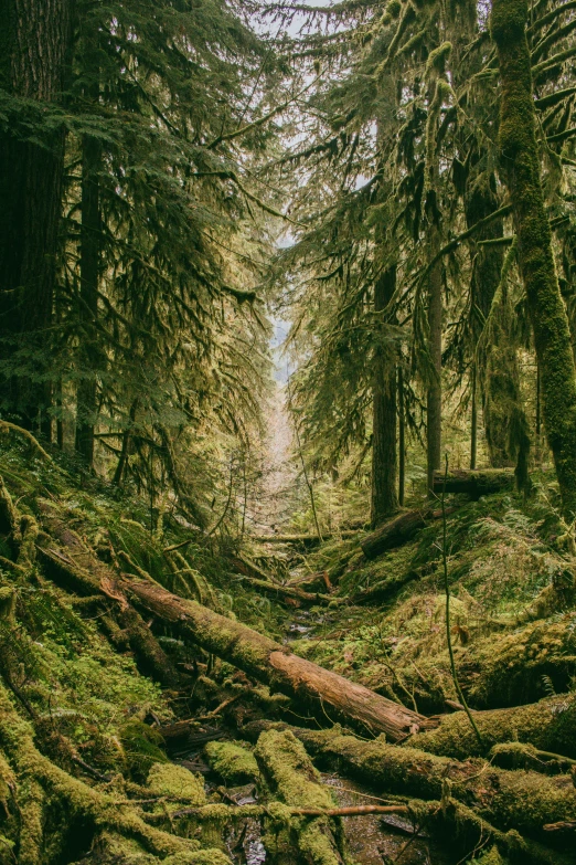 a group of trees covered in moss and fallen leaves