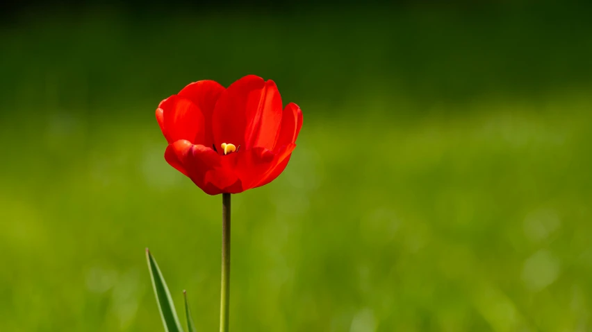 a single red flower is on the grass
