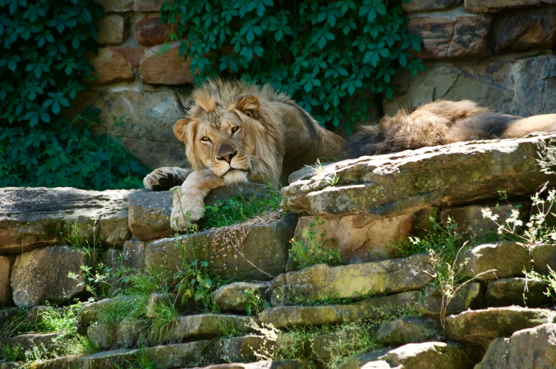 two lions are resting on some rocks