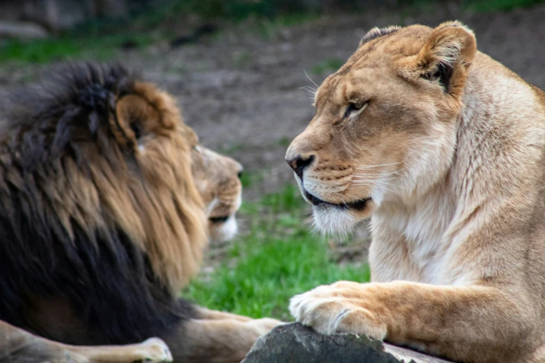 two lions that are laying down next to each other