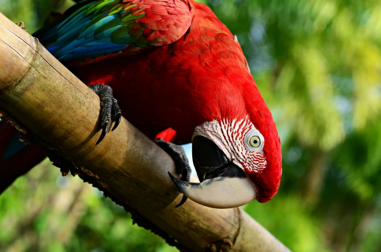 a red parrot with blue wings and green wings on top of a tree nch