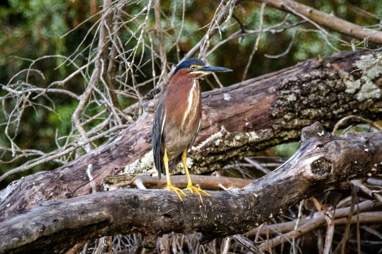 a bird that is sitting on a tree nch