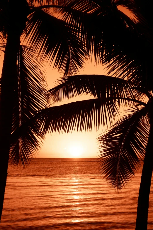 a view of the ocean with a palm tree at sunset