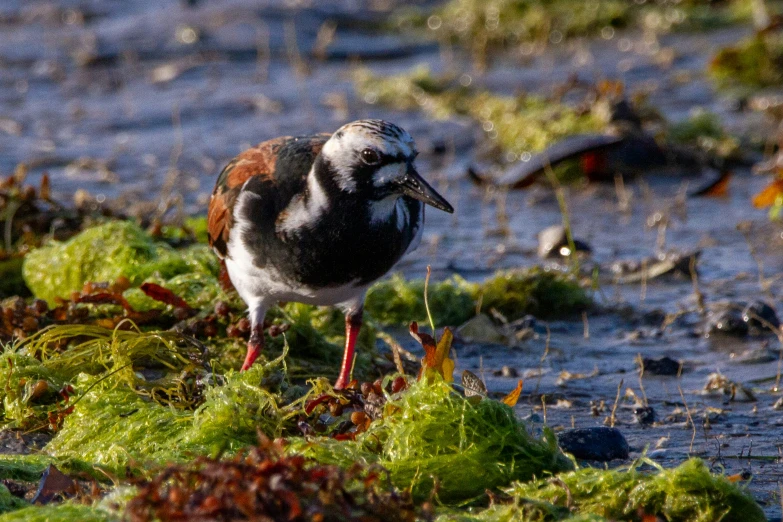 small bird standing in a mossy field next to water