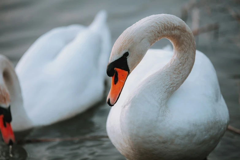 two white swans swim close to the water