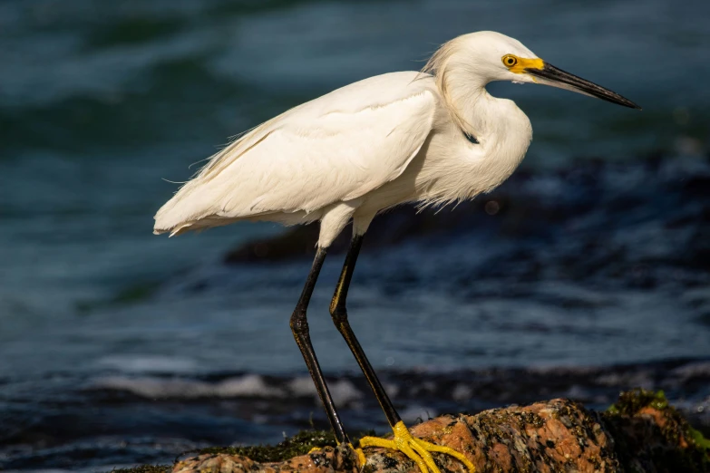 a long legged white bird with yellow feet stands on a rock by the ocean