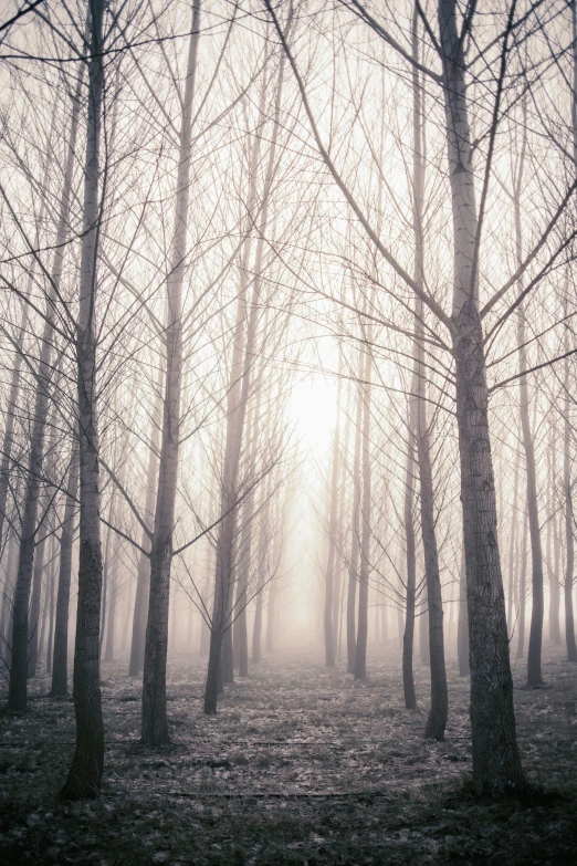 an eeriely misty view through trees on a foggy day