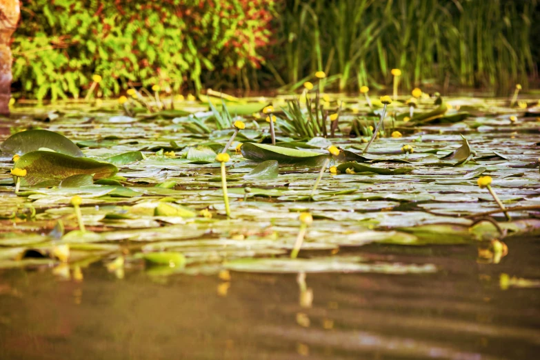 waterlilies with yellow flowers floating on top of them