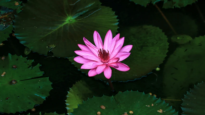 the pink lotus is blooming among green water lilies