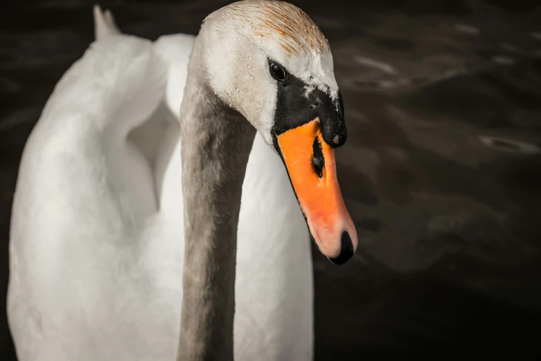 an image of a swan by the water