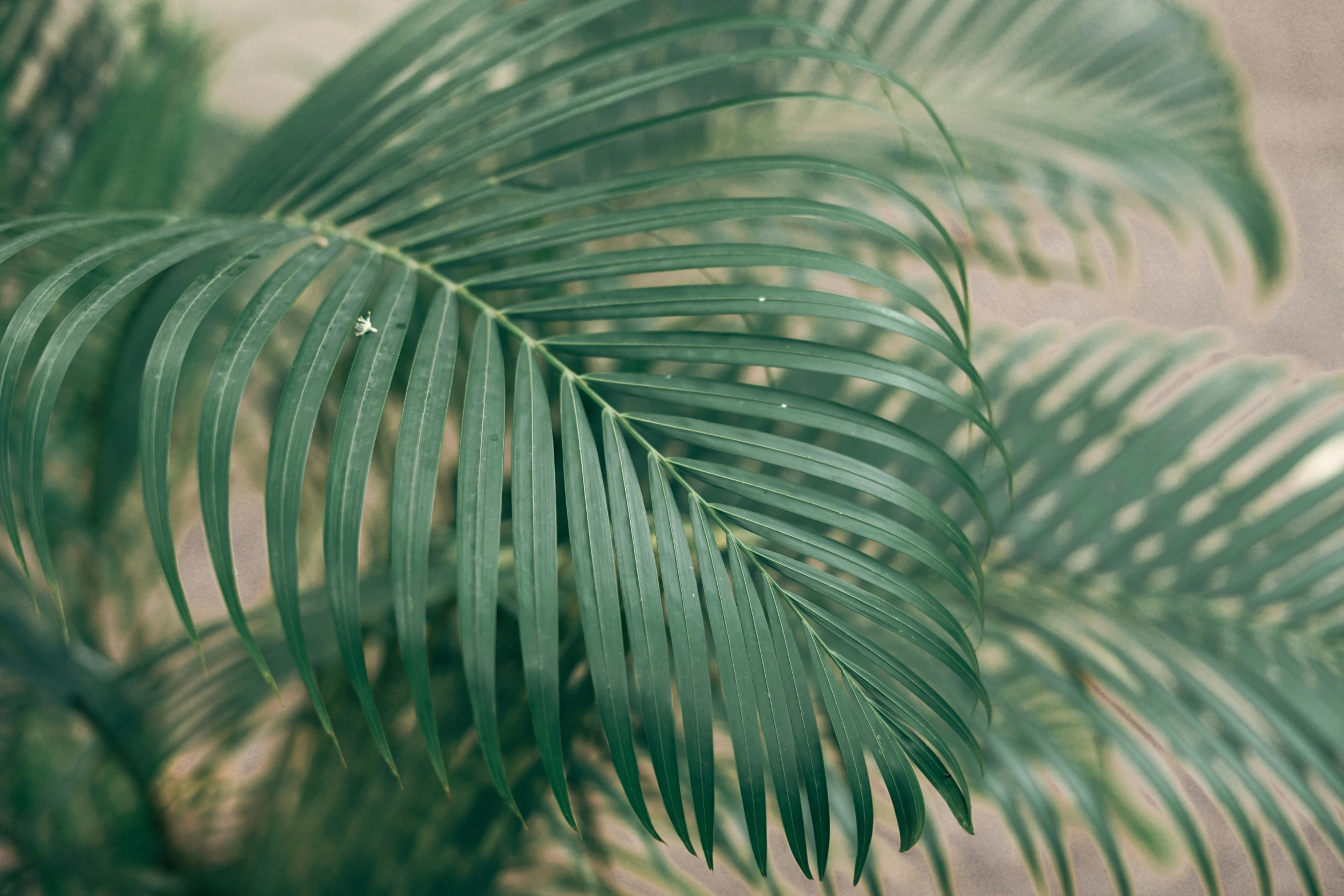 green leaves seen through the lens of a camera