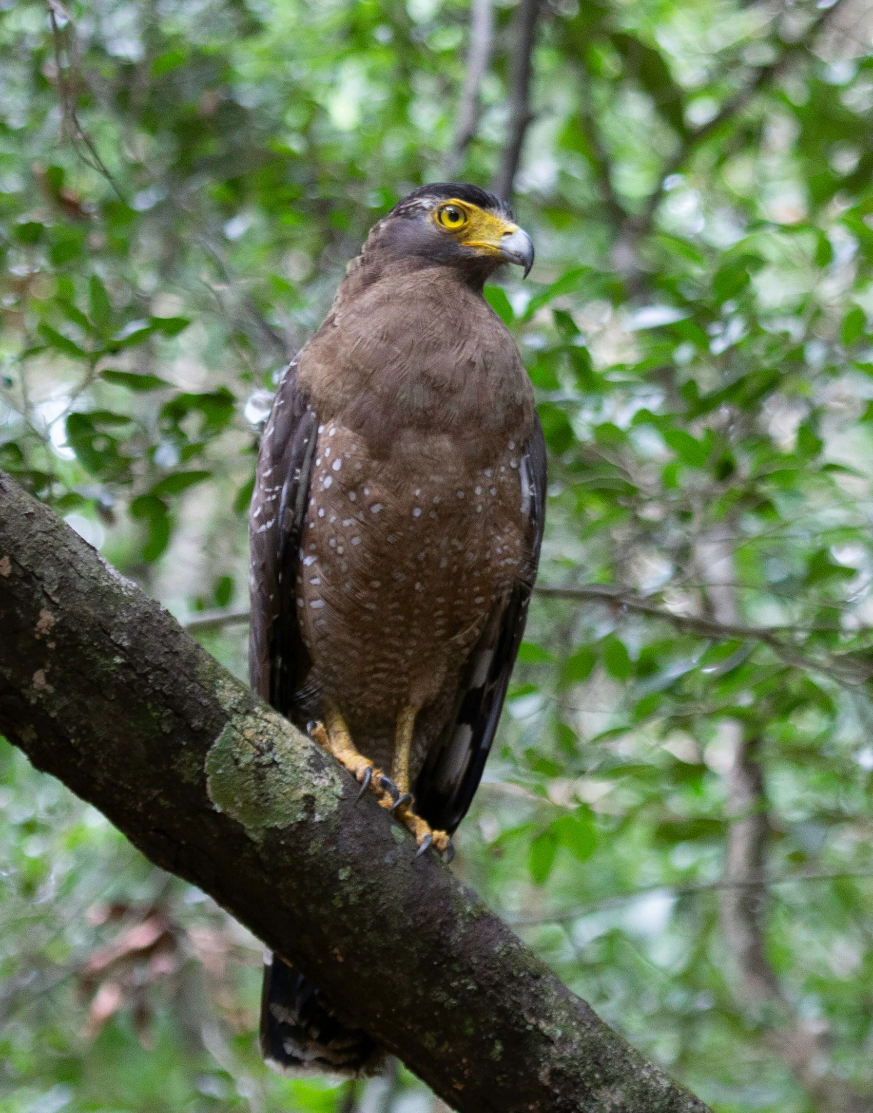 a hawk sits on the nch of a tree