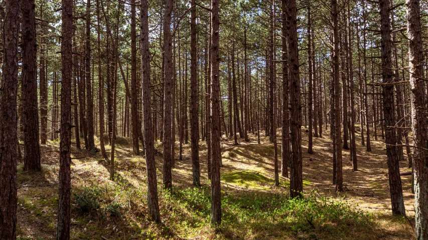 an image of a forest filled with tall trees