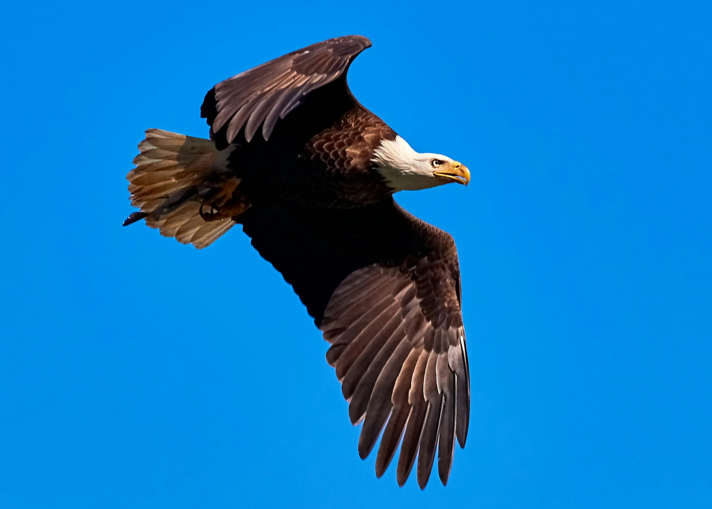 a bird in flight on a clear day