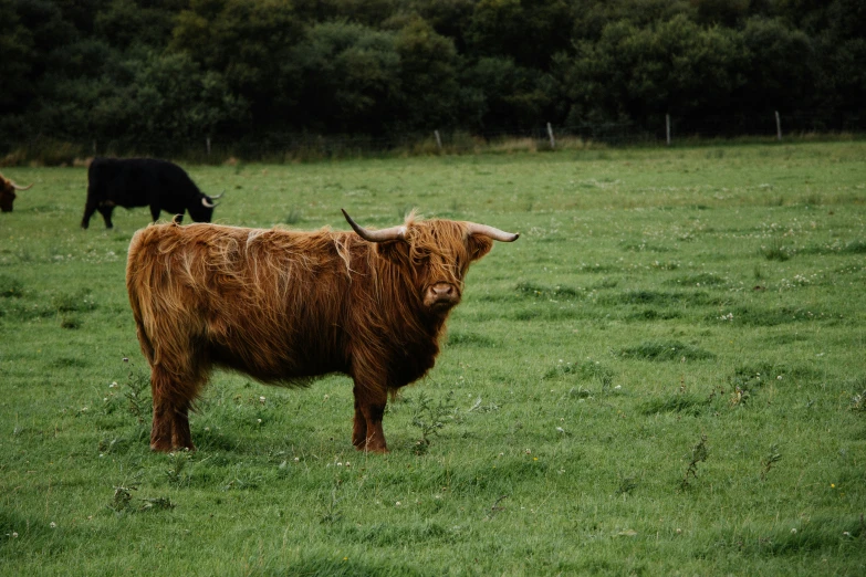 a very large steer is standing in the field