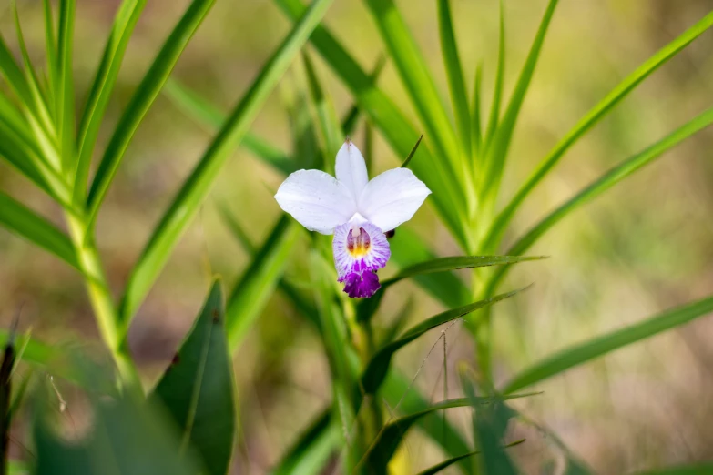 a pink flower with yellow center sitting among green leaves