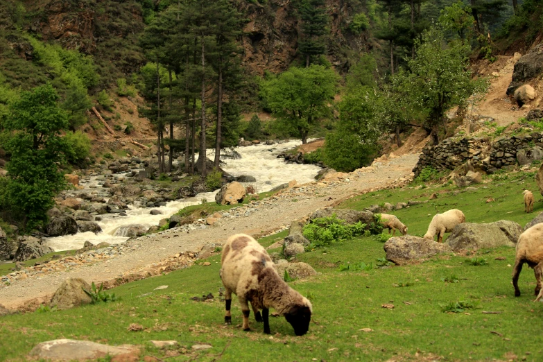 two brown sheep in a field with river below