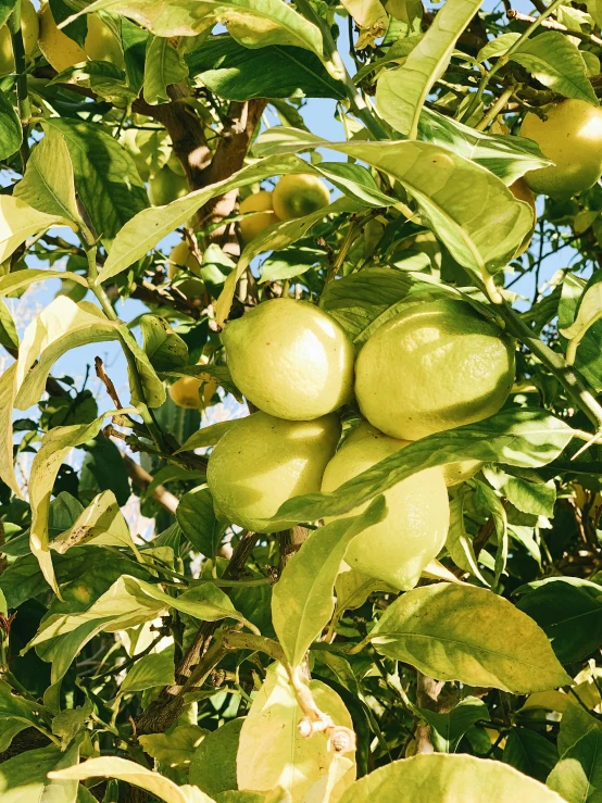 green fruit hanging from the nches of a tree