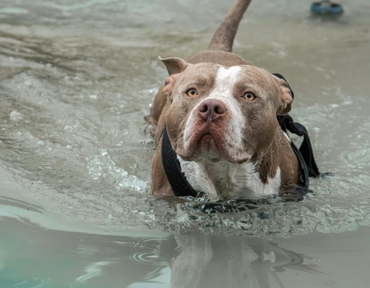 a close up of a dog in the water