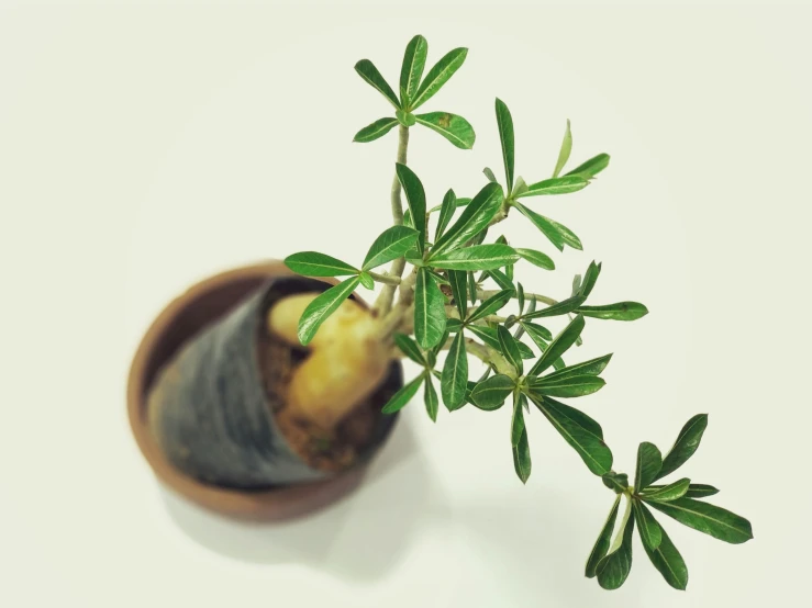 a plant with tiny leaves is placed in a vase