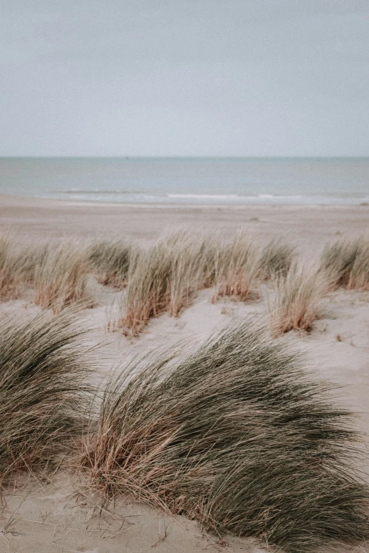 the beach has some brown sand in it