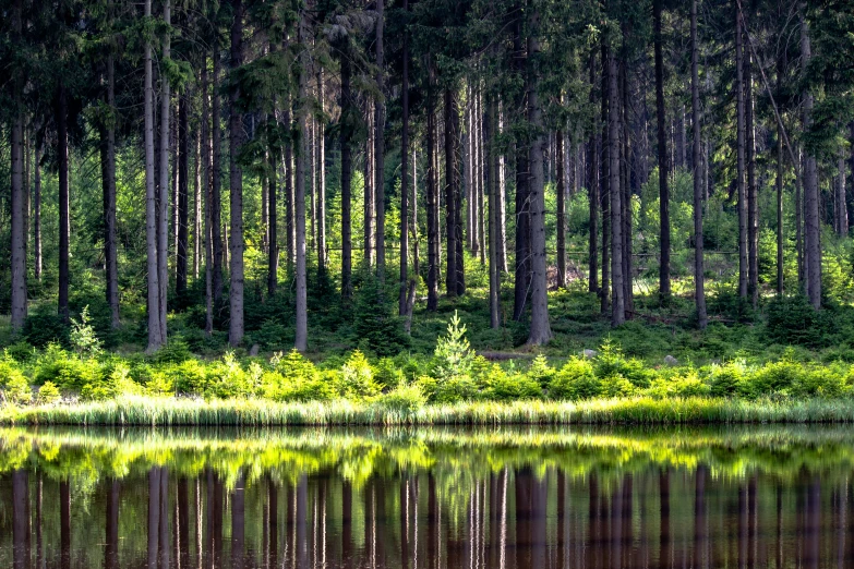 a reflection of trees and water in a pond