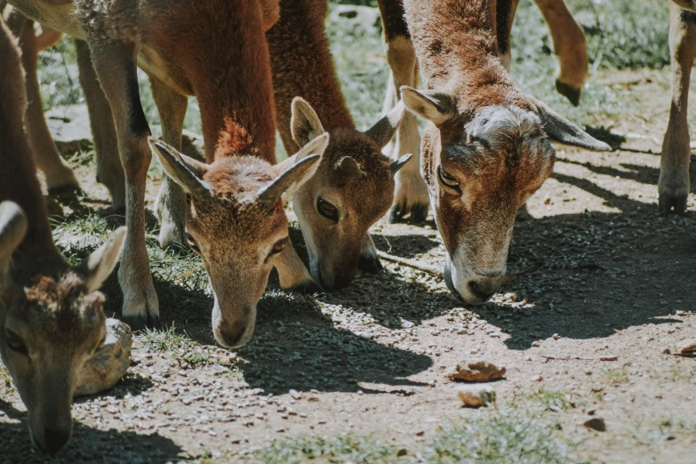 an area with many animals and one has very small ears