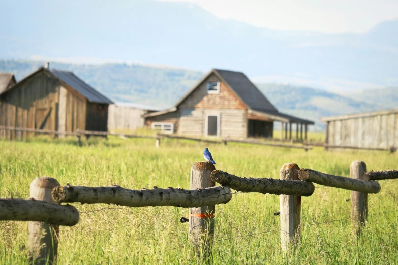 a small blue bird sitting on a fence