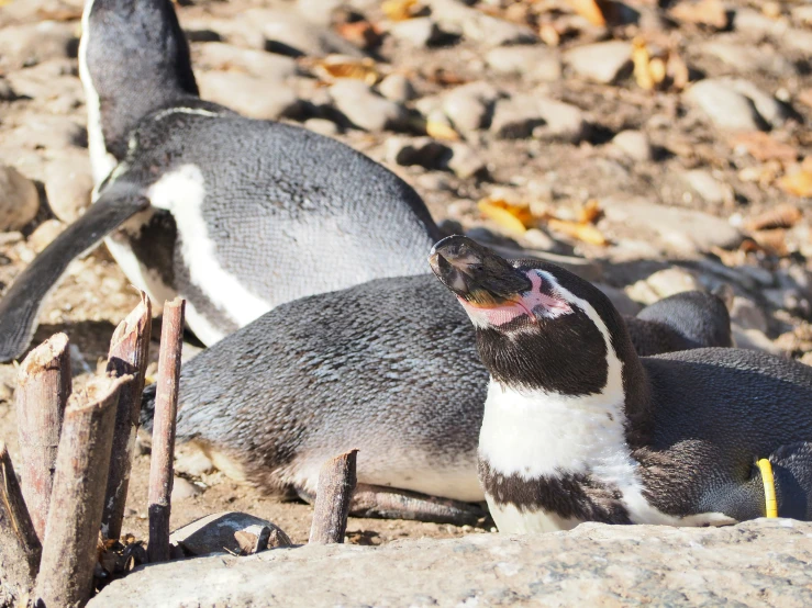 a penguin with its mouth open and another penguin laying on the ground near it