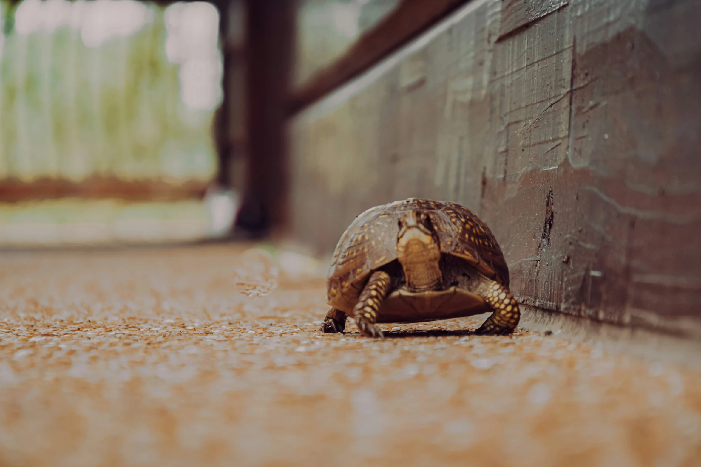 a tortoise crawling on the side of a wall in its enclosure