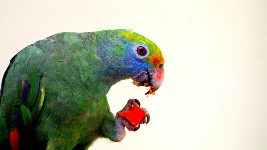 a parrot that is eating soing out of his mouth