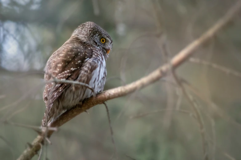 a small bird sitting on top of a tree nch