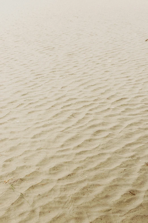 a bird flying over a sand dune on the beach