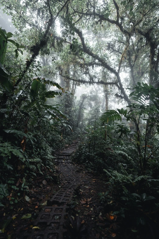 a path in a tropical jungle with trees and plants