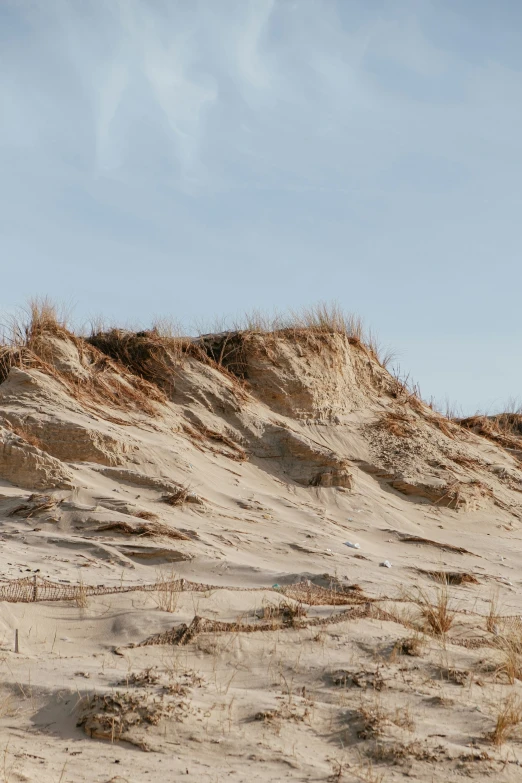 a single ze standing alone in a sand dune area