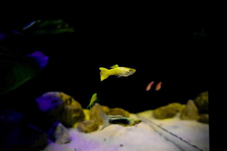 an aquarium with some yellow and black fish