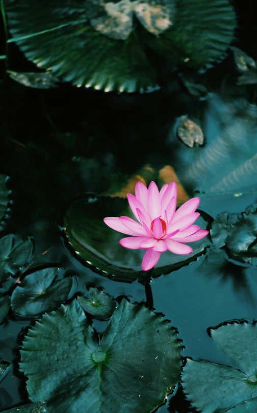 a flower that is sitting on some water