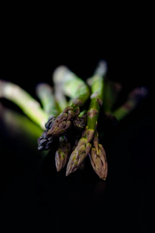 bunch of small buds sitting side by side on top of a black surface