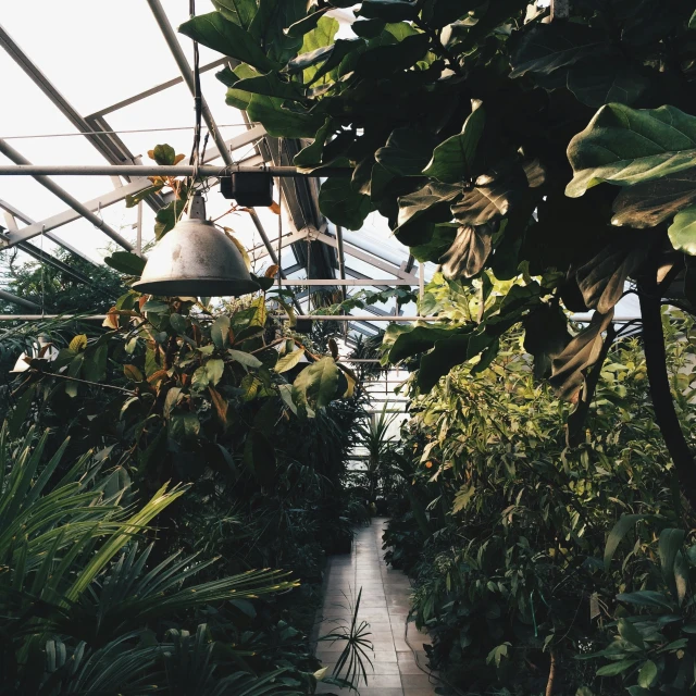 a walkway running through a tropical forest filled with lots of plants