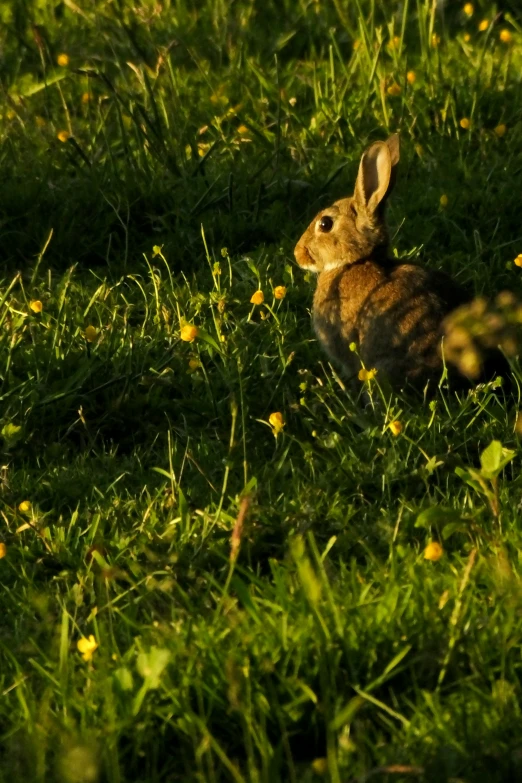 a bunny rabbit sits in a field of grass