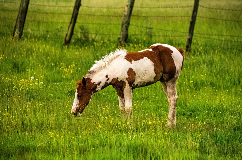 the spotted horse is standing in the green field