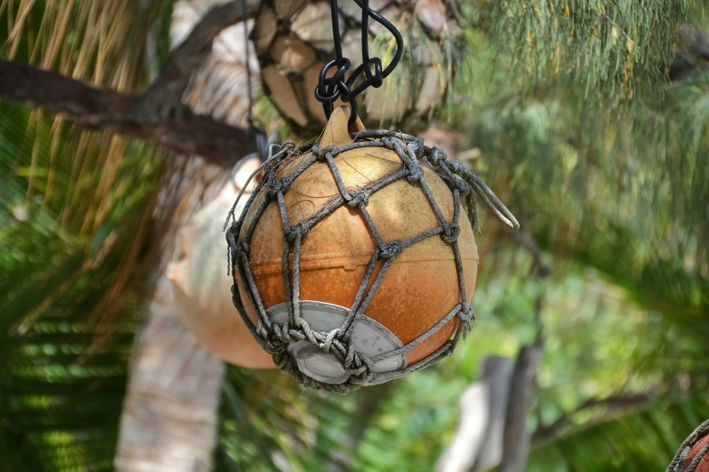 an orange orange item is hanging from the tree