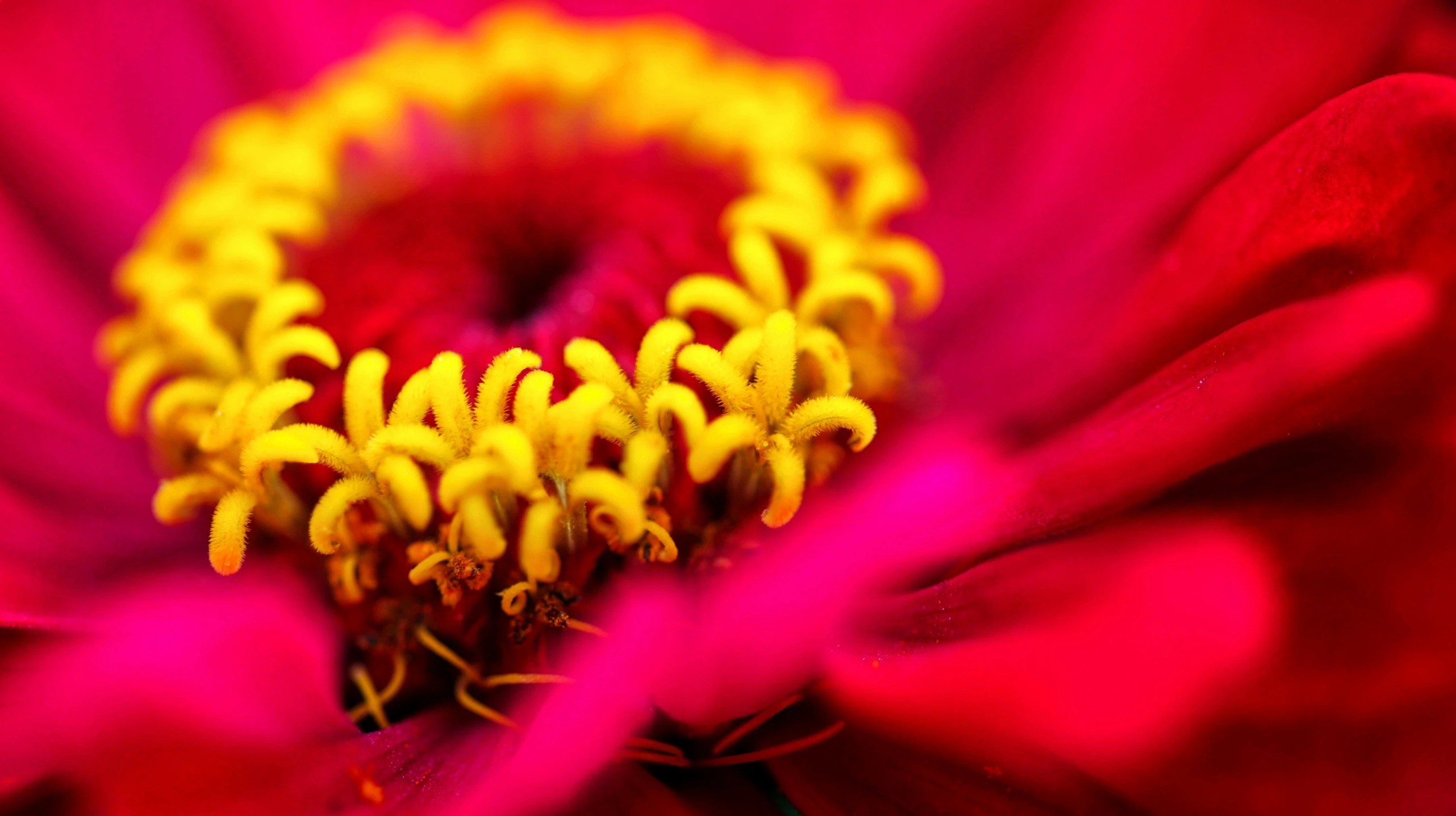 an up close s of a pink and yellow flower