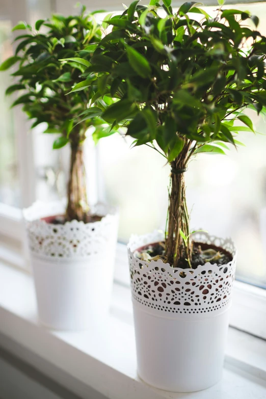 the two plants are sitting in the window sill