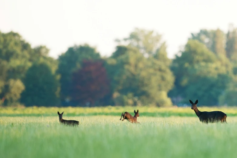 the three deer are running in the tall grass