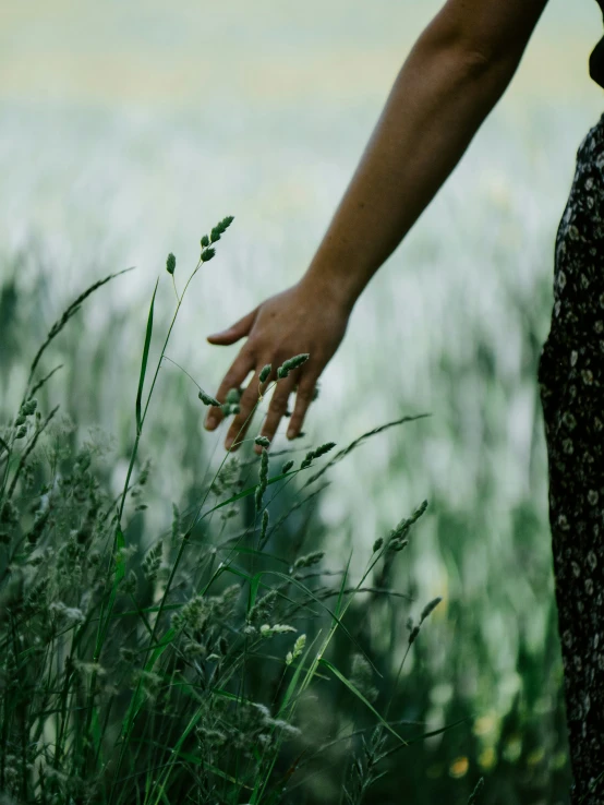 an outstretched hand reaches for a green plant