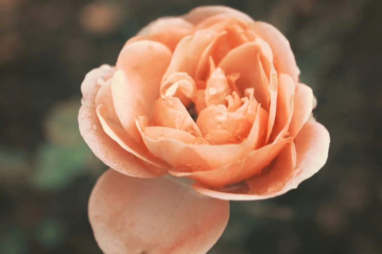 an orange flower with water droplets in the middle